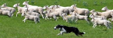 dog herding sheep