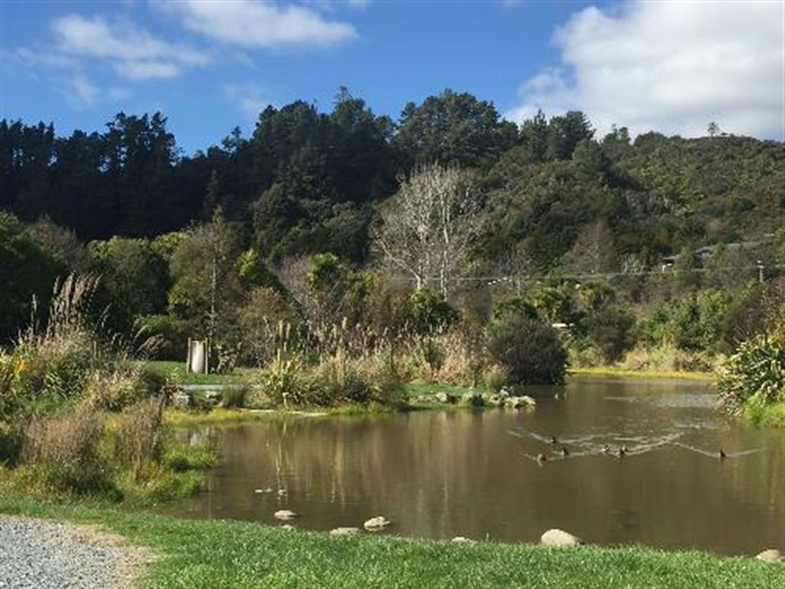 Ducks swimming in pond at Birchville Park